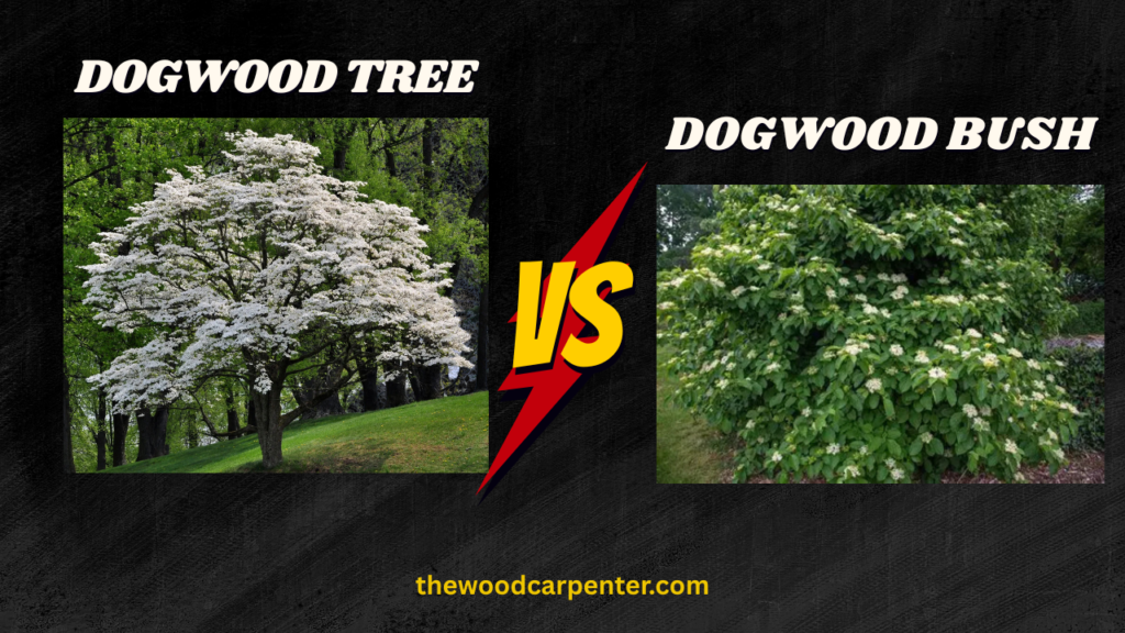 Is There a Difference Between a Dogwood Tree and a Dogwood Bush?