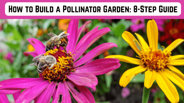 How to Build a Pollinator Garden: 8-Step Guide