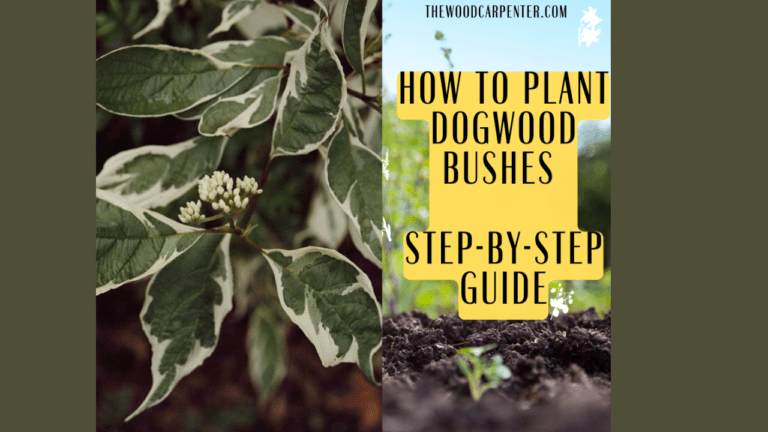 How to Plant Dogwood Bushes