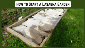 How to Start a Lasagna Garden: The Lazy Gardener’s Guide