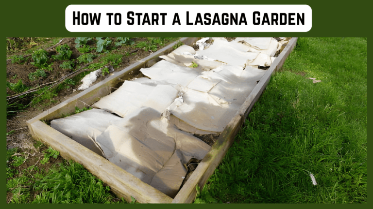 How to Start a Lasagna Garden: The Lazy Gardener’s Guide