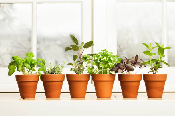 Choose the Right Containers Windowsill Garden