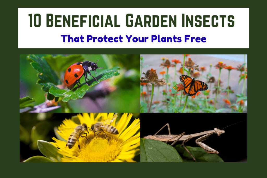 10 Beneficial Garden Insects