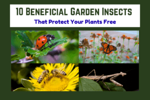 10 Beneficial Garden Insects That Protect Your Plants Free