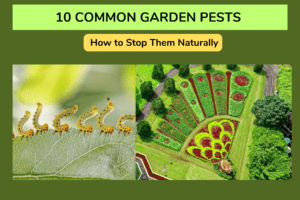 10 Common Garden Pests and How to Stop Them Naturally