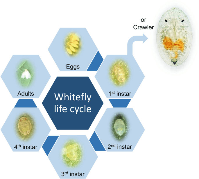 Whitefly Invasion? 9 Natural Ways to Save Your Garden 2 The Whitefly Life Cycle (And Why It Matters for Control)