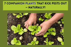 7 Companion Plants That Kick Pests Out — Naturally!