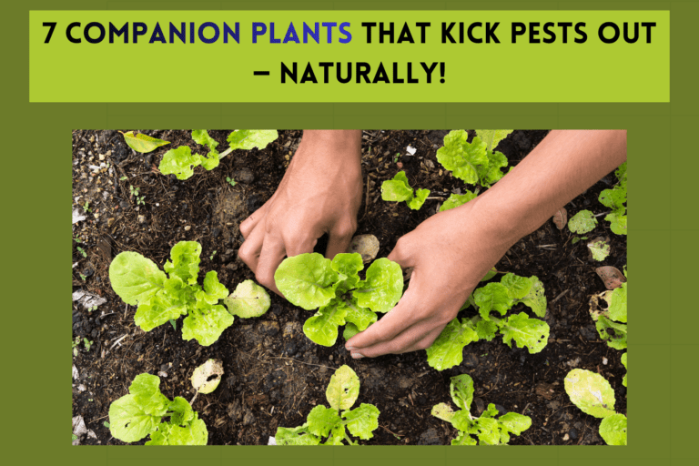 7 Companion Plants That Kick Pests Out — Naturally!