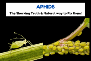 Aphids: The Shocking Truth & Natural way to Fix them!