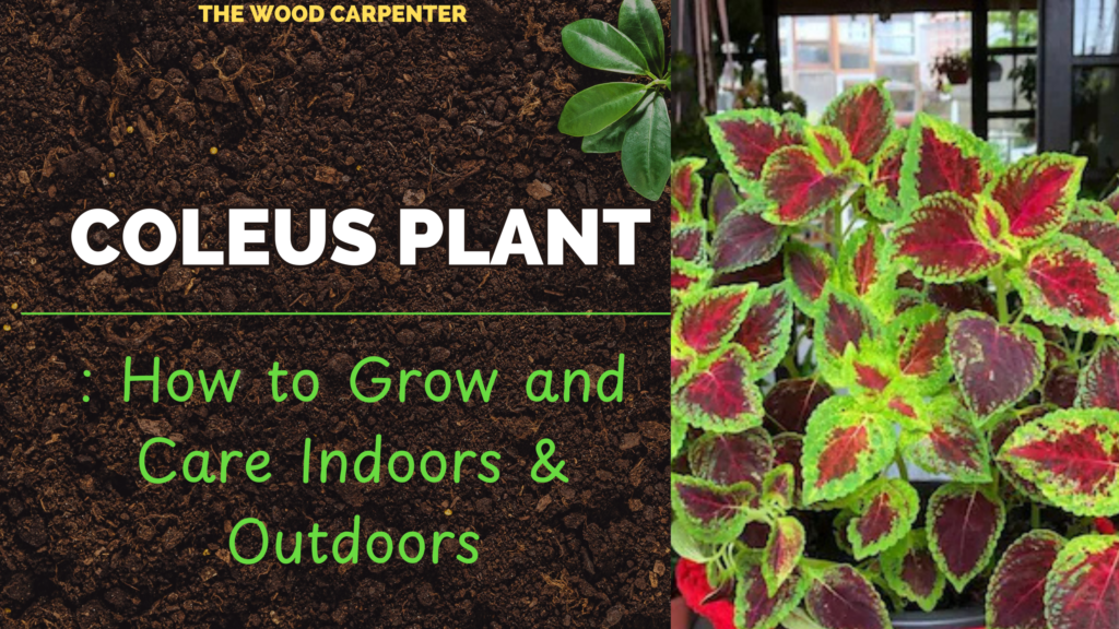 Coleus Plant: How to Grow and Care Indoors & Outdoors 1 Coleus Plant