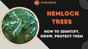 Hemlock Trees Explained: How to Identify, Grow, Protect Them