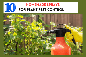 Homemade Sprays for Plant Pest Control