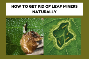How to Get Rid of Leaf Miners Naturally - Complete Guide