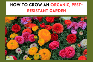 How to Grow an Organic, Pest-Resistant Garden