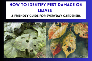 How to Identify Pest Damage on Leaves: A Friendly Guide