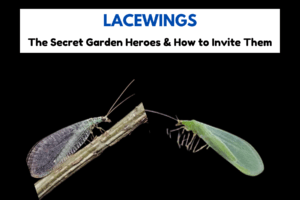 Lacewings