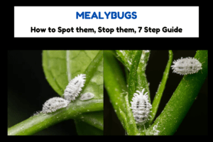 Mealybugs