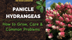 Panicle Hydrangeas: How to Grow, Care & Common Problems