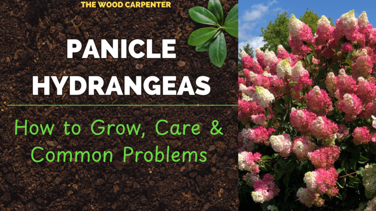 Panicle Hydrangeas: How to Grow, Care & Common Problems 4 Panicle Hydrangeas: How to Grow, Care & Common Problems