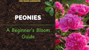 Grow Peonies Easily: A Beginner’s Bloom Guide