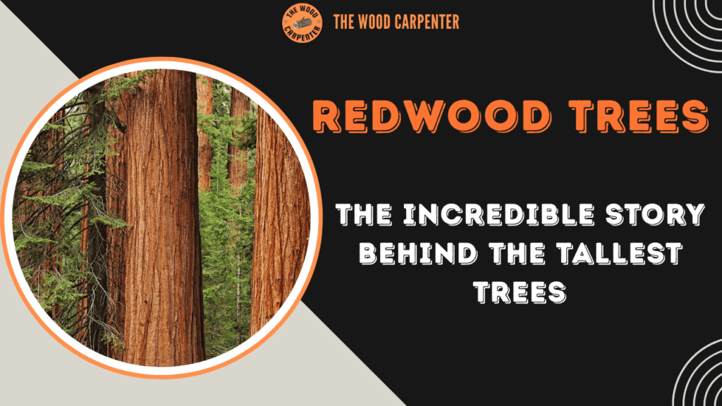Redwood Trees: The Incredible Story behind the Tallest Trees