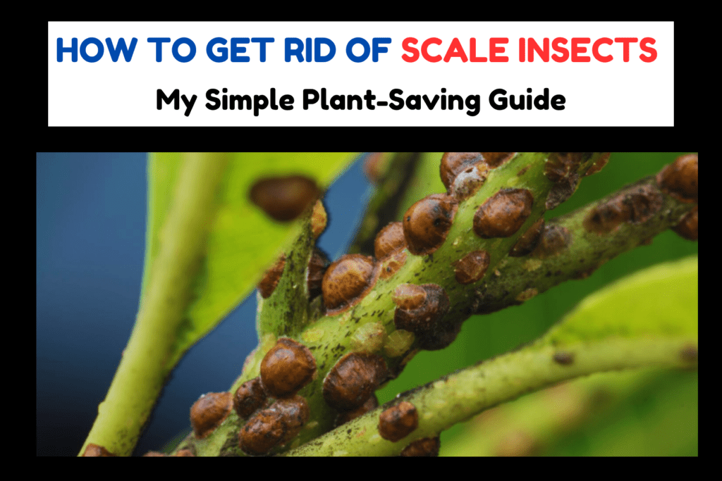 Scale Insects