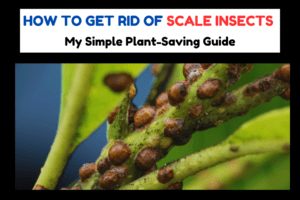 Beat Scale Bugs Easily: My Proven Plant Rescue Method