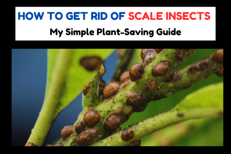 Beat Scale Bugs Easily: My Proven Plant Rescue Method