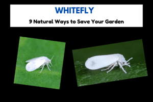 Whitefly Invasion? 9 Natural Ways to Save Your Garden