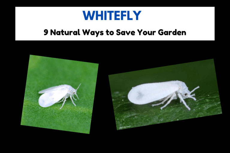 Whitefly Invasion? 9 Natural Ways to Save Your Garden