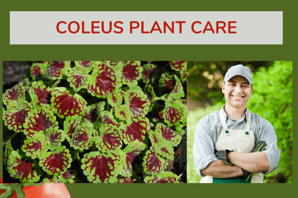 coleus plant care