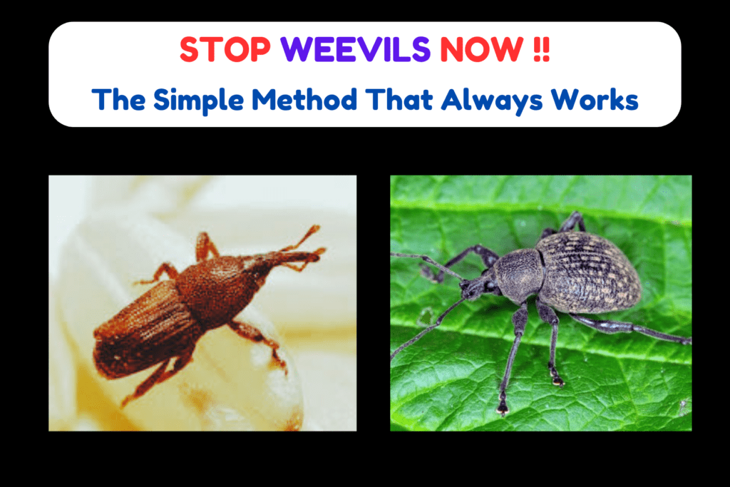 how to get rid of weevils