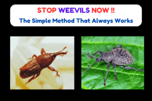 how to get rid of weevils