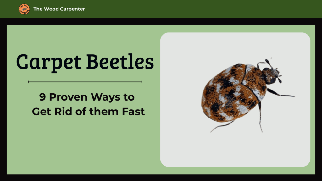 Carpet Beetles: 9 Proven Ways to Get Rid of them Fast 1 Carpet Beetles: 9 Proven Ways to Get Rid of them Fast