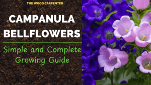 Campanula Bellflowers: Simple and Complete Growing Guide 9 Campanula Bellflowers: Simple and Complete Growing Guide
