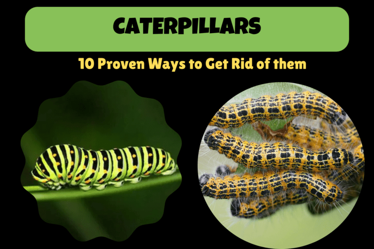 Caterpillars: 10 Proven Ways to Get Rid of them 1 Caterpillars: 10 Proven Ways to Get Rid of them