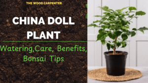 China Doll Plant Guide: Watering,Care, Benefits, Bonsai Tips 10 China Doll Plant Guide: Watering,Care, Benefits, Bonsai Tips
