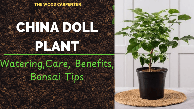 China Doll Plant Guide: Watering,Care, Benefits, Bonsai Tips 5 China Doll Plant Guide: Watering,Care, Benefits, Bonsai Tips