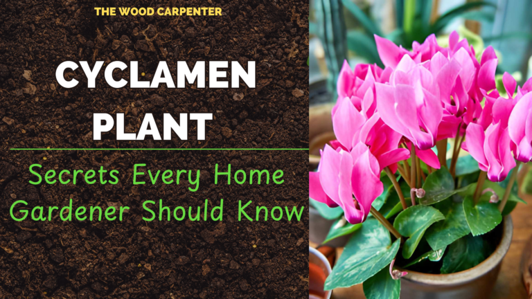 Cyclamen Plant Secrets: Every Gardener's Should Know 6 Cyclamen Plant Secrets Every Home Gardener Should Know