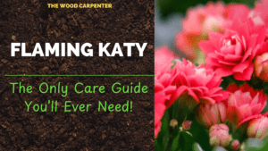 Flaming Katy: The Only Care Guide You’ll Ever Need! 10 The Only Care Guide You’ll Ever Need!