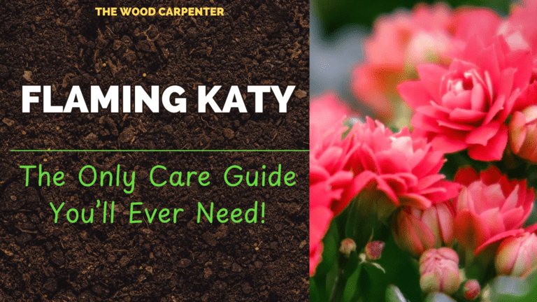 Flaming Katy: The Only Care Guide You’ll Ever Need! 4 The Only Care Guide You’ll Ever Need!