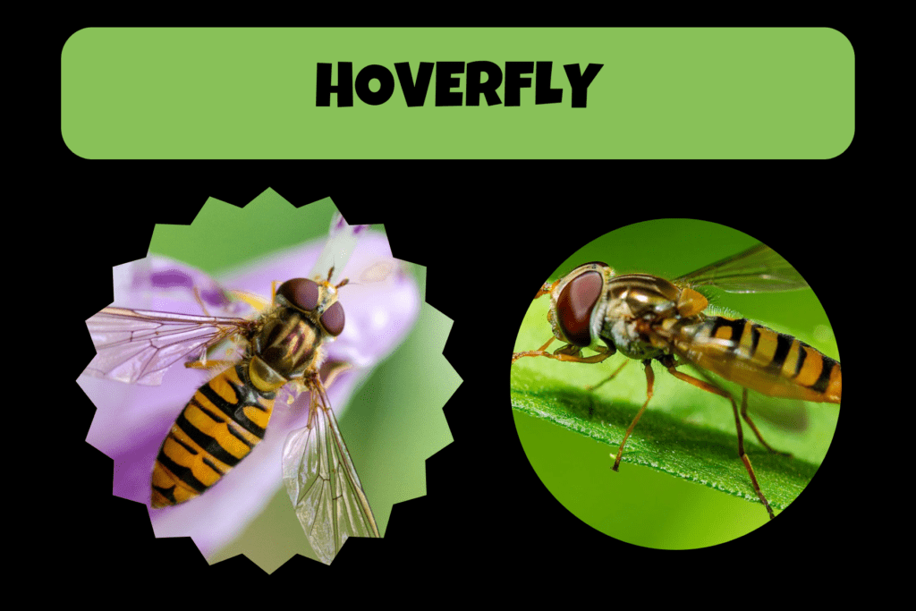 Hoverfly