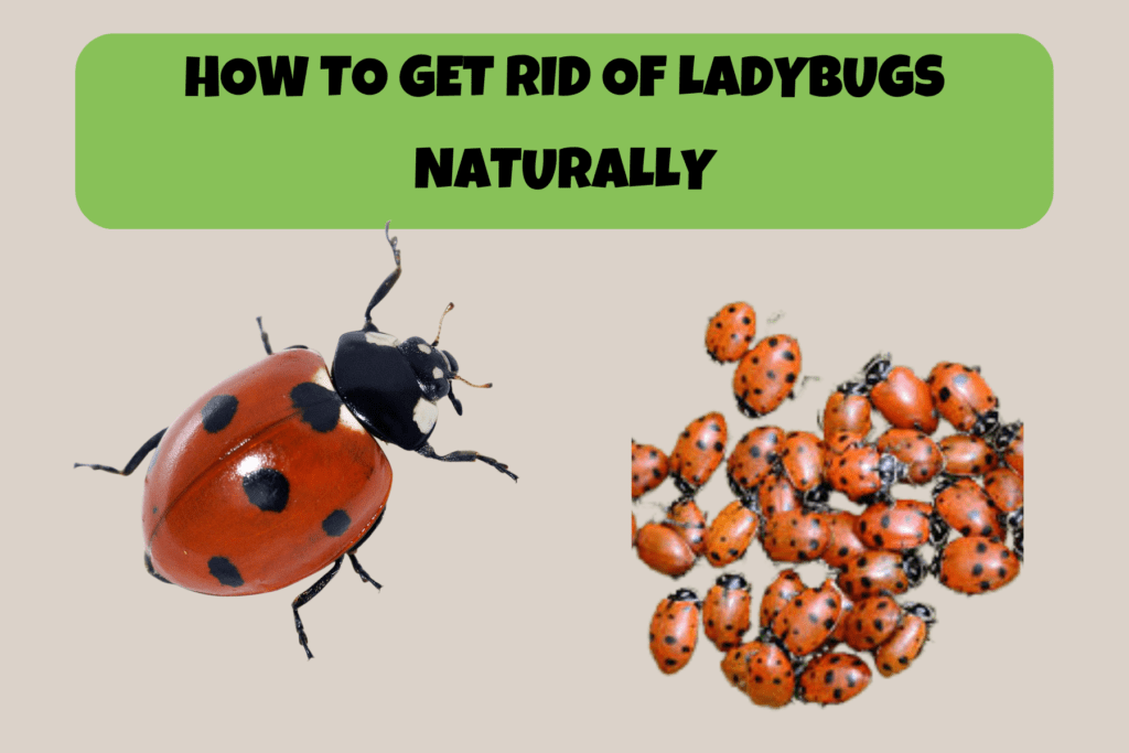 How to Get Rid of Ladybugs Naturally