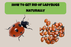 How to Get Rid of Ladybugs Naturally