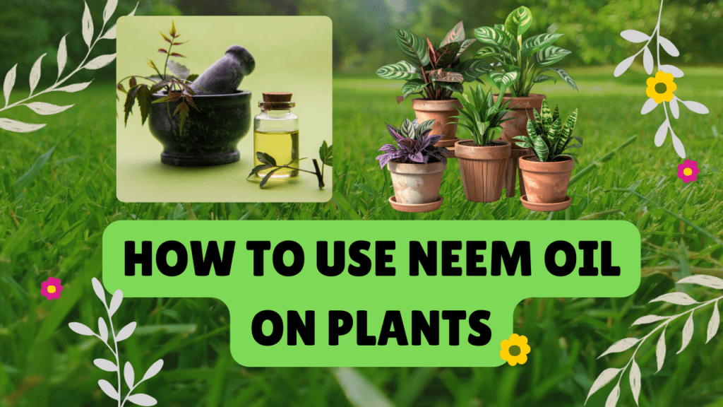 How to Use Neem Oil on Plants: The Complete Guide