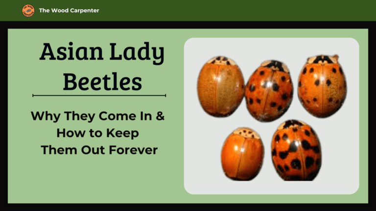 Asian Lady Beetles Problem? Try These 8 Proven Fixes! 5 How to get rid of Asian lady beetles