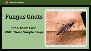Fungus Gnats: 10 Expert-Approved Methods to Get Rid of them 10 Fungus Gnats: 10 Expert-Approved Methods to Get Rid of them