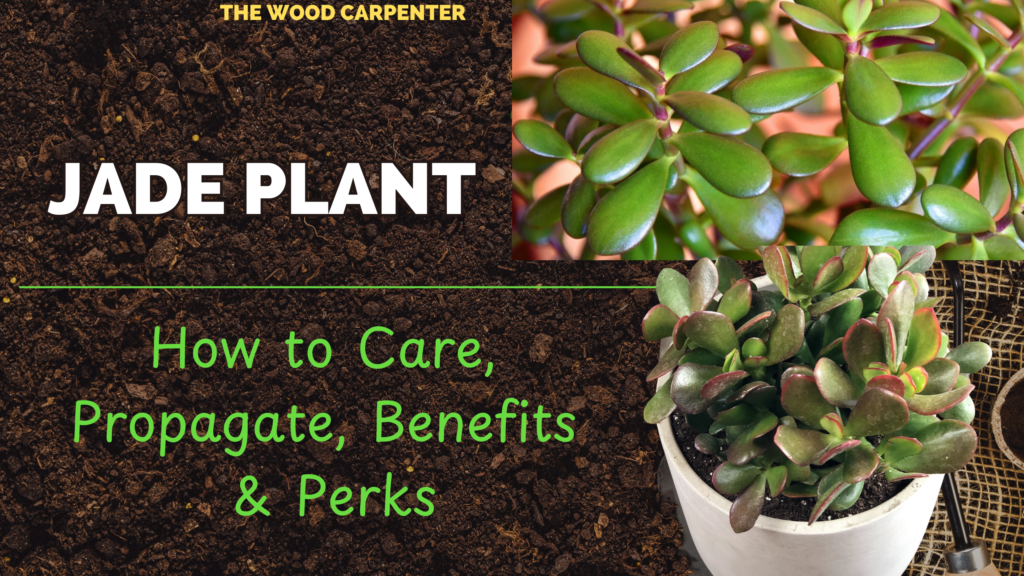 Jade Plant Secrets: How to Care, Propagate, Benefits & Perks 1 Jade Plant Secrets: How to Care, Propagate, Benefits & Perks