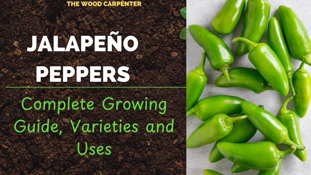Jalapeño Peppers: Complete Growing Guide, Varieties and Uses 1 Jalapeño Peppers: Complete Growing Guide, Varieties and Uses