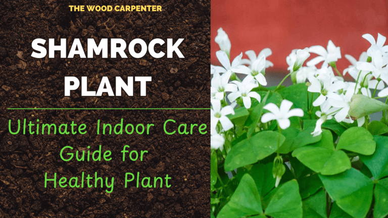 Shamrock Plant: Ultimate Indoor Care Guide for Healthy Plant 2 Shamrock Plant: Ultimate Indoor Care Guide for Healthy Plant
